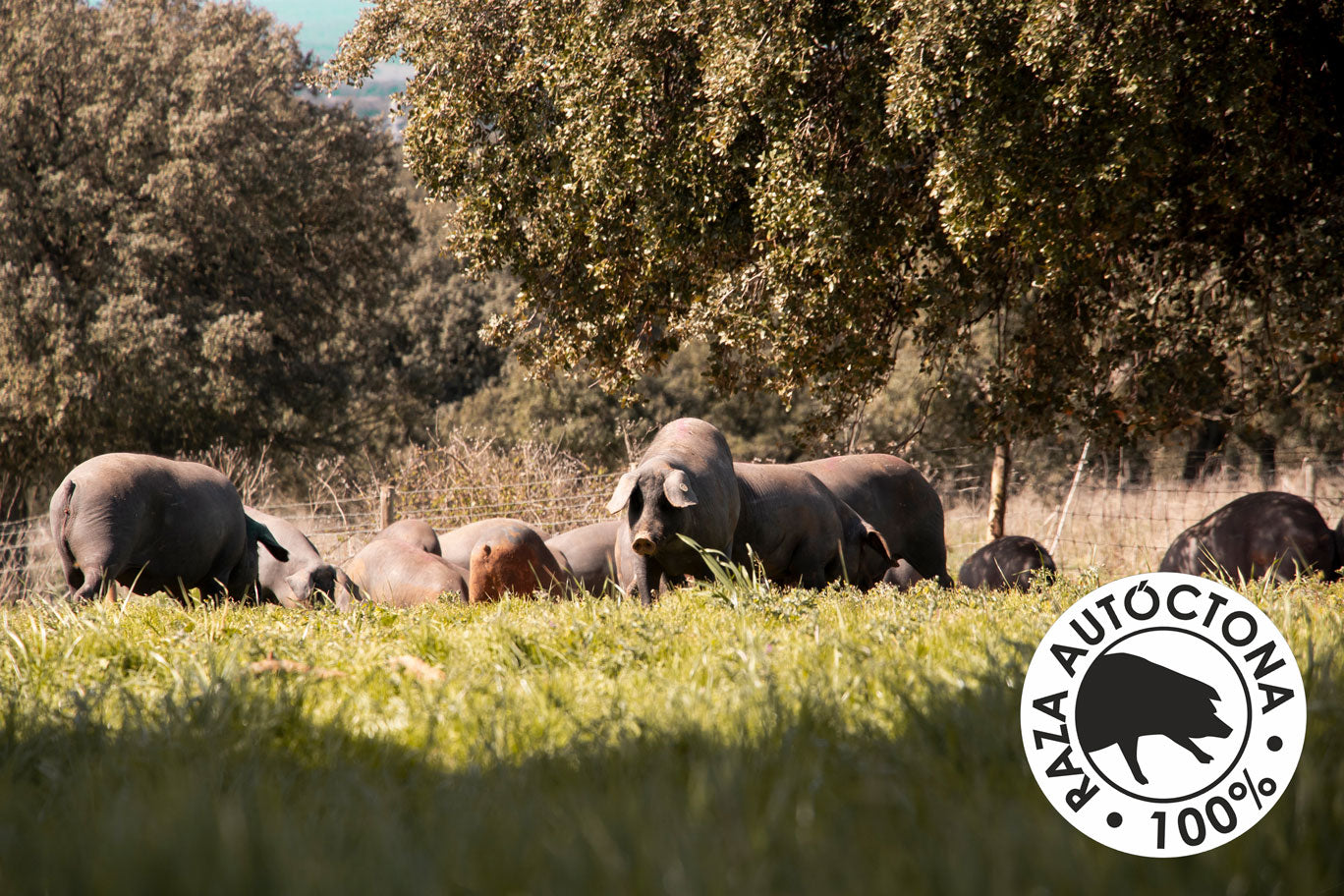 Lomo Ecológico de Bellota 100% Ibérico | “Lomo Pata Negra Ecológico”